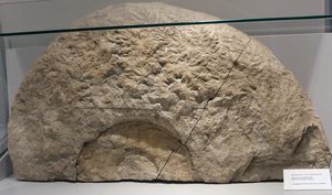 Rissiger Ammonit aus dem Kliever Steinbruch