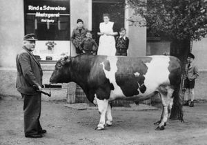 altes Foto der Metzgerei mit Rind davor